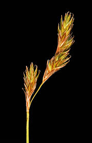 Attēlu rezultāti vaicājumam “Carex paupercula”