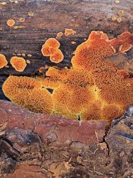 Attēlu rezultāti vaicājumam “Pseudomerulius aureus”