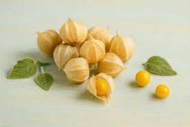 Attēlu rezultāti vaicājumam “Pedicularis palustris fruit”