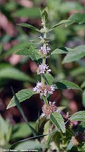 Attēlu rezultāti vaicājumam “Mentha arvensis flower”