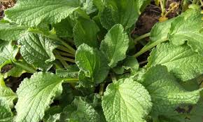 Image result for Borago officinalis