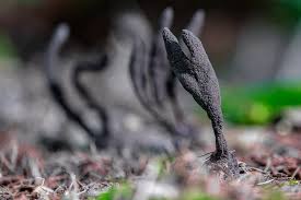 Attēlu rezultāti vaicājumam “Xylaria longipes”