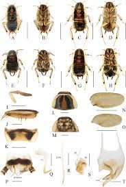 Attēlu rezultāti vaicājumam “Blattoptera”