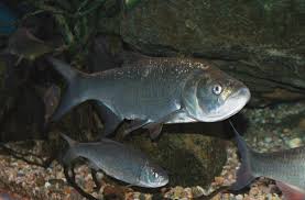 Image result for Aspius aspius