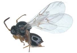 Attēlu rezultāti vaicājumam “Cynipidae”