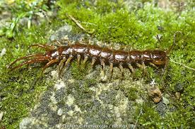 Attēlu rezultāti vaicājumam “Lithobius forficatus”