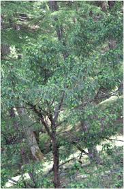 Attēlu rezultāti vaicājumam “Taxus wallichiana”