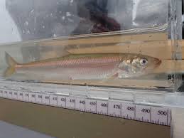 Image result for Osmerus mordax