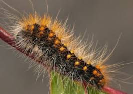 Attēlu rezultāti vaicājumam “Acronicta auricoma larva”