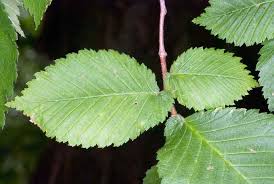 Attēlu rezultāti vaicājumam “Ulmus laevis leaf”