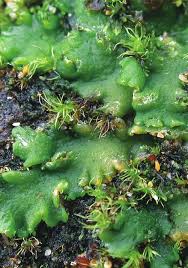 Attēlu rezultāti vaicājumam “Aneura pinguis”