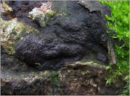 Attēlu rezultāti vaicājumam “Kretzschmaria deusta”