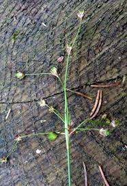 Attēlu rezultāti vaicājumam “Luzula pilosa bud”