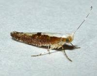 Attēlu rezultāti vaicājumam “Argyresthia semifusca”