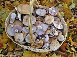 Attēlu rezultāti vaicājumam “Lepista sp.”