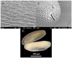 Attēlu rezultāti vaicājumam “Eupeodes nielseni”