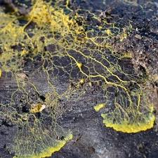 Attēlu rezultāti vaicājumam “Physarum penetrale”