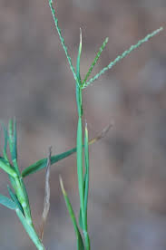Attēlu rezultāti vaicājumam “Digitaria ischaemum”
