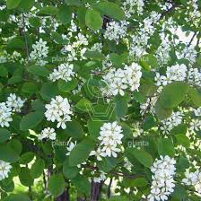 Attēlu rezultāti vaicājumam “Amelanchier spicata”