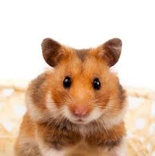 Image result for хомяк