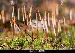 Attēlu rezultāti vaicājumam “Polytrichum piliferum sporophyte”