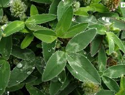 Attēlu rezultāti vaicājumam “Trifolium pratense leaf”