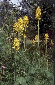 Attēlu rezultāti vaicājumam “Ligularia sibirica flower”