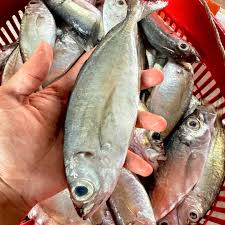 Image result for ikan