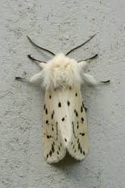 Attēlu rezultāti vaicājumam “Spilosoma lubricipeda”