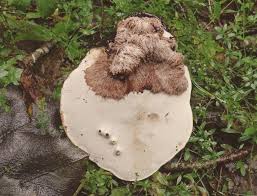 Attēlu rezultāti vaicājumam “Sporophagomyces chrysostomus”