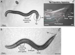 Attēlu rezultāti vaicājumam “Chara intermedia male”