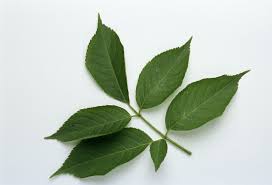 Attēlu rezultāti vaicājumam “Sambucus nigra leaf”