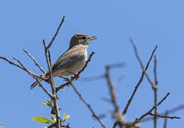 Image result for Cercotrichas galactotes