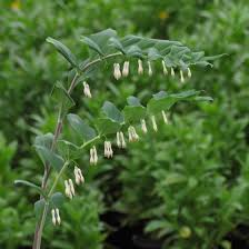 Attēlu rezultāti vaicājumam “Polygonatum multiflorum  flower”
