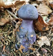 Attēlu rezultāti vaicājumam “Cortinarius violaceus”