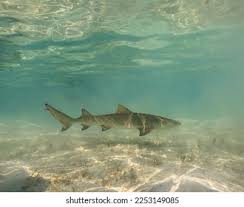 Image result for Negaprion brevirostris