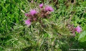 Attēlu rezultāti vaicājumam “Cirsium palustre flower”