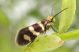 Attēlu rezultāti vaicājumam “Micropterix aureatella”