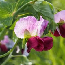 Attēlu rezultāti vaicājumam “Pisum sativum”