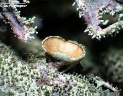 Attēlu rezultāti vaicājumam “Pseudevernia furfuracea”