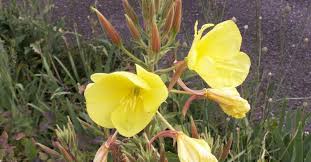 Attēlu rezultāti vaicājumam “Oenothera biennis flower”