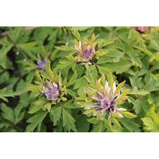 Attēlu rezultāti vaicājumam “Anemone nemorosa flower”
