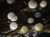 Attēlu rezultāti vaicājumam “Vibrissea decolorans”