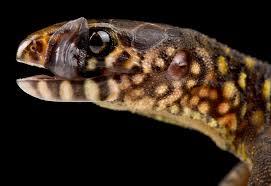 Attēlu rezultāti vaicājumam “Lepidosaphes ulmi imago”