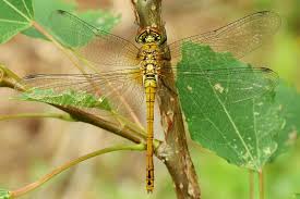 Attēlu rezultāti vaicājumam “Sympetrum sanguineum male”