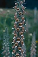 Image result for Digitalis lanata