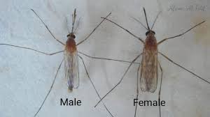 Attēlu rezultāti vaicājumam “Culex pipiens female”