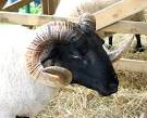 in context with an outbreak of Bluetongue disease (catarrhal fever), - via Daymix