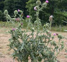 Attēlu rezultāti vaicājumam “Cirsium vulgare”