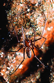 Attēlu rezultāti vaicājumam “Linyphiidae”